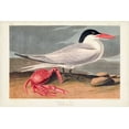 thumbnail image 2 of Audubon, John James 18x13 Gold Ornate Wood Framed with Double Matting Museum Art Print Titled - Pl 273 Cyenne Tern, 2 of 4