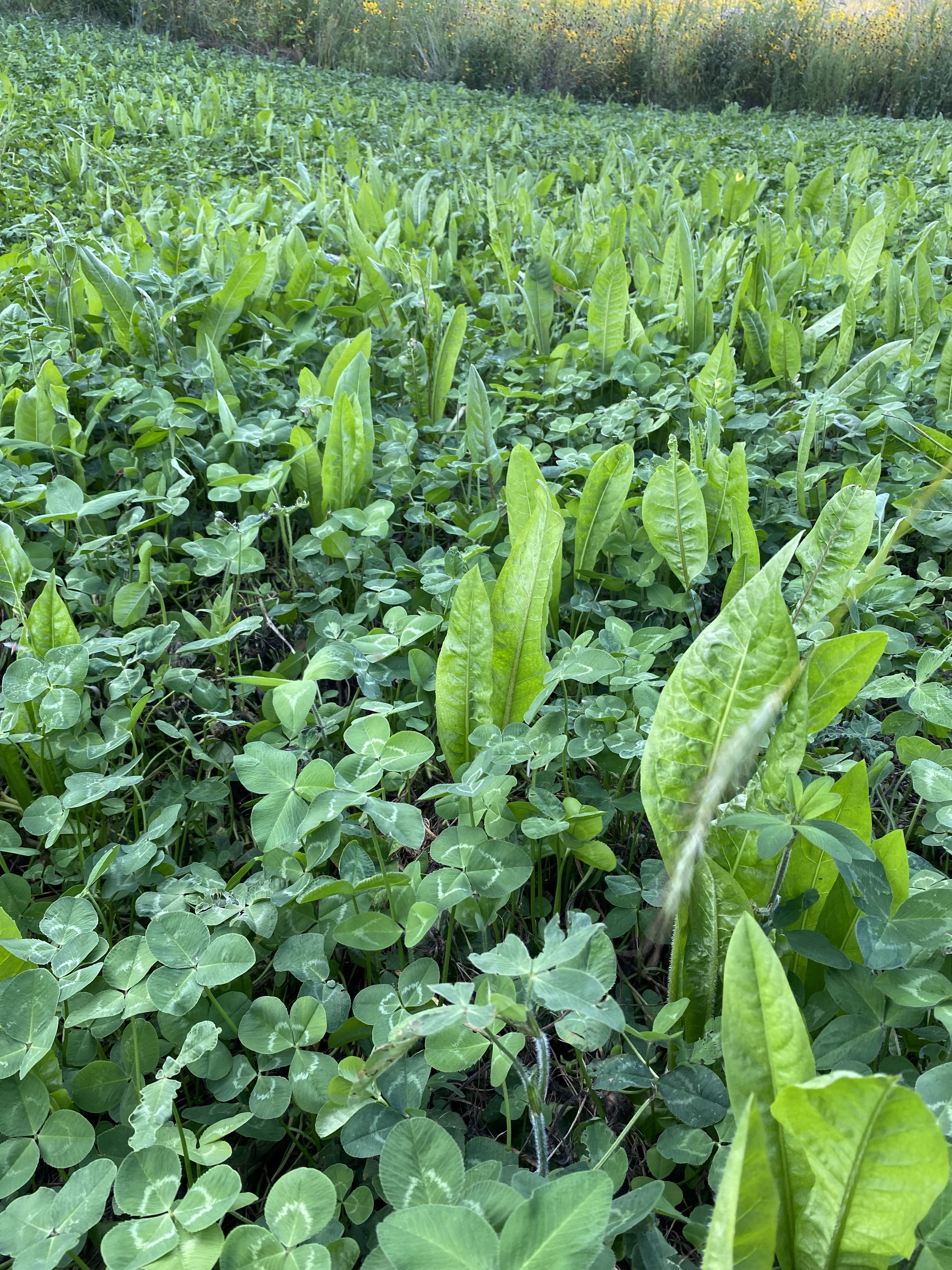 Hale Habitat & Seed Clovers, Alfalfa, & Chicory Food Plot Seed Mix, Perennial Year-Round Attractant, 1/2 Acre