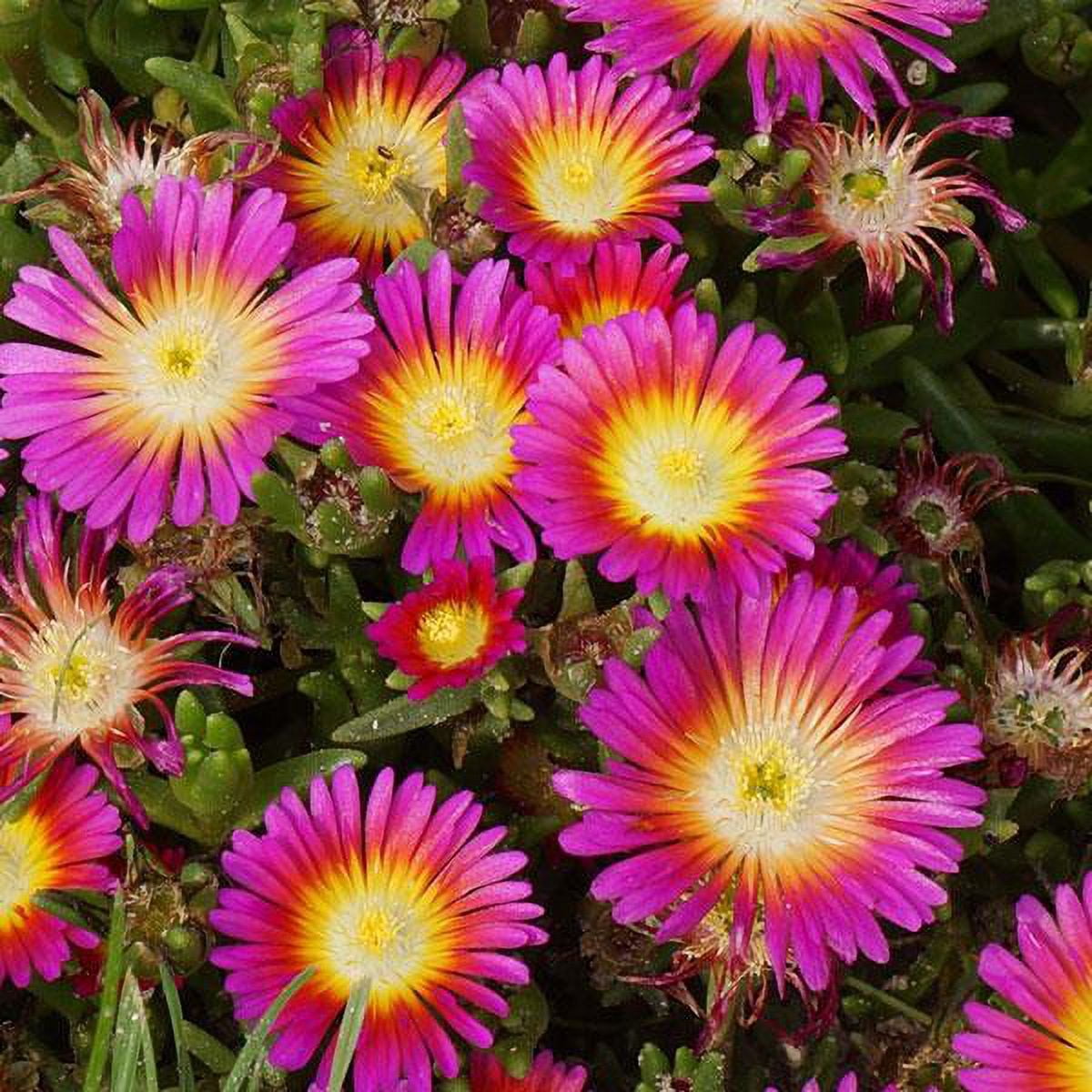 Better Homes & Gardens Delosperma Solstice Red Live Perennial Plant, Full Sun, 2 qt, 3-Pack