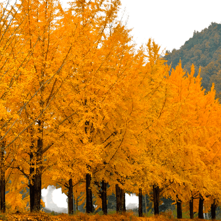 Ginkgo Tree – 3 Gallon Bareroot, Fan-Shaped Green Leaves, Hardy Deciduous Shade Tree, Zones 4–9