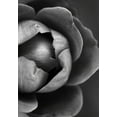 thumbnail image 2 of Incado 11x14 Gold Ornate Wood Framed with Double Matting Museum Art Print Titled - Flower Bloom, 2 of 4