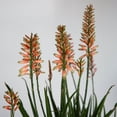 thumbnail image 5 of Southern Living Safari Rose Aloe Live Shrub in 2.5-Quart Grower Pot, 5 of 11