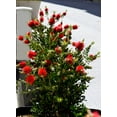thumbnail image 2 of 40 CRIMSON BOTTLEBRUSH Callistemon Citrinus Flowering Shrub Bush Small Tree Seeds, 2 of 10