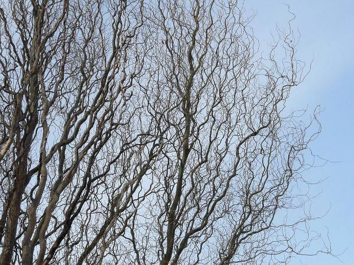 Golden Curls Corkscrew Weeping Willow Tree - Live Plant, (TG)