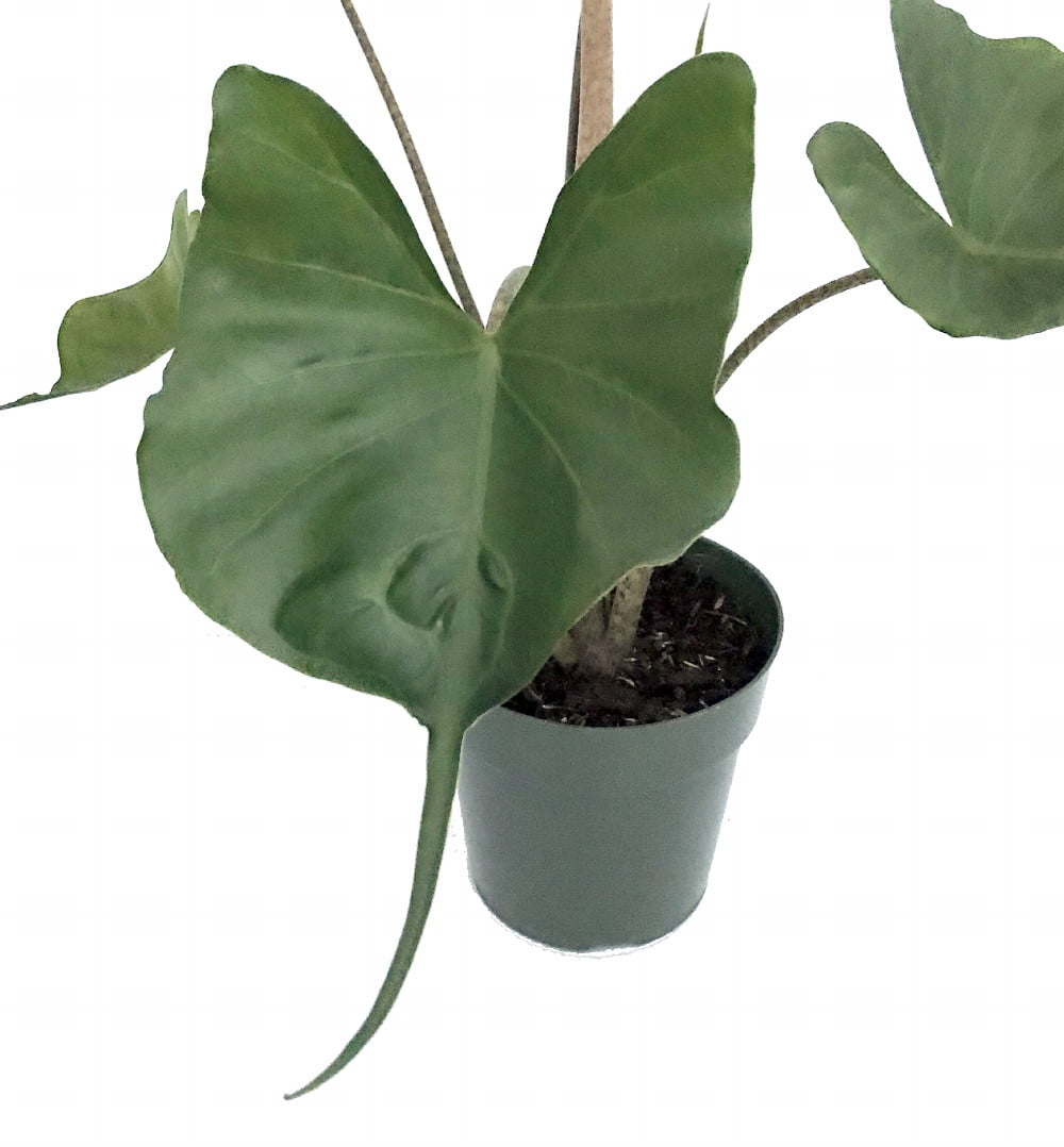 Rare Stingray Plant - Alocasia - Elephant Ears - 4" Pot - Collector's Series