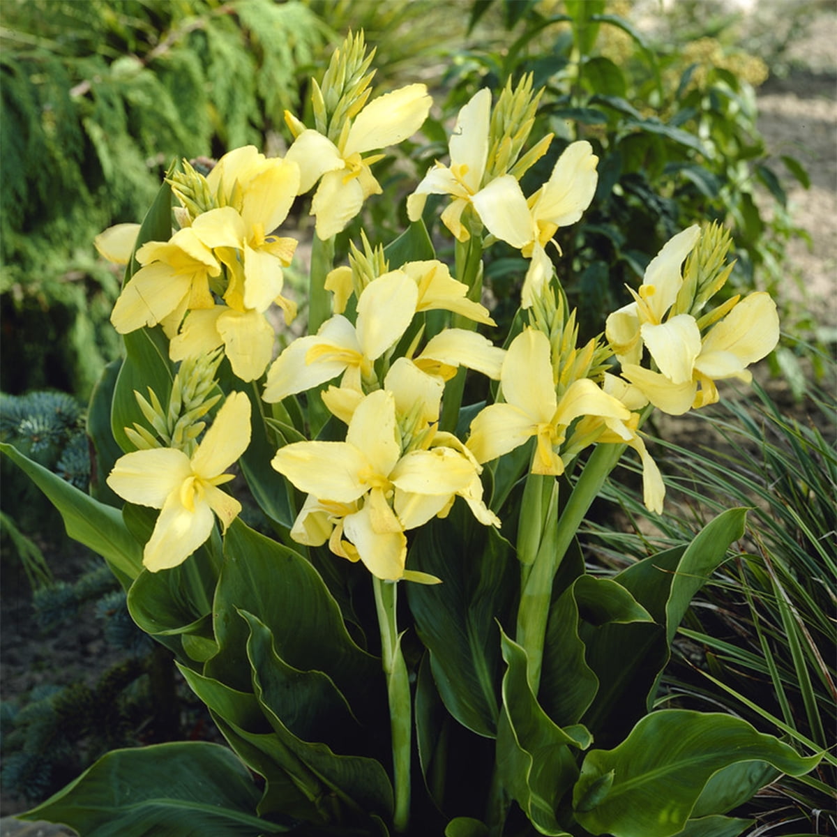 Van Zyverden Cannas Yellow King Humbert Set of 5 Bulbs Yellow Full Sun Easy to Grow
