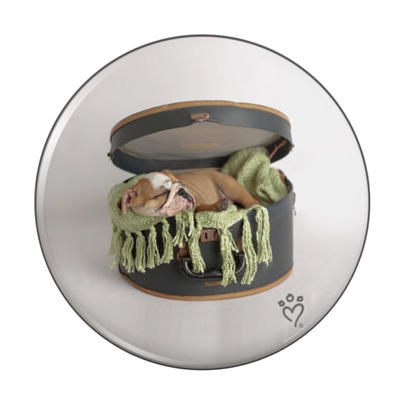 English Bulldog Puppy Dog Sleeping Hatbox Box Pinback Button Pin