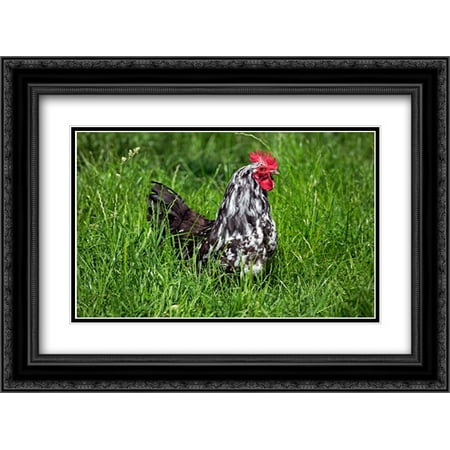 Domestic Chicken, Braekel, cockerel, standing in grass 2x Matted 24x18 Black Ornate Framed Art Print by Lacz,