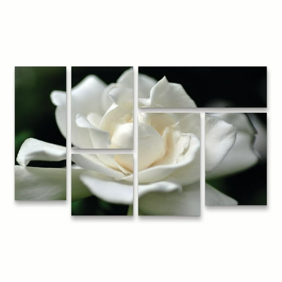Trademark Fine Art 'Lovely Gardenia' Canvas Art by Kurt Shaffer