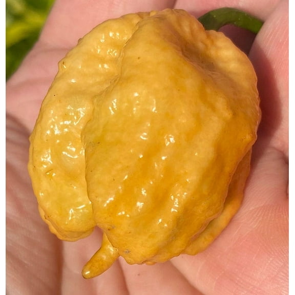 Golden Carolina Reaper HP22B Pepper Premium Seeds Packet Record Hottest in The World