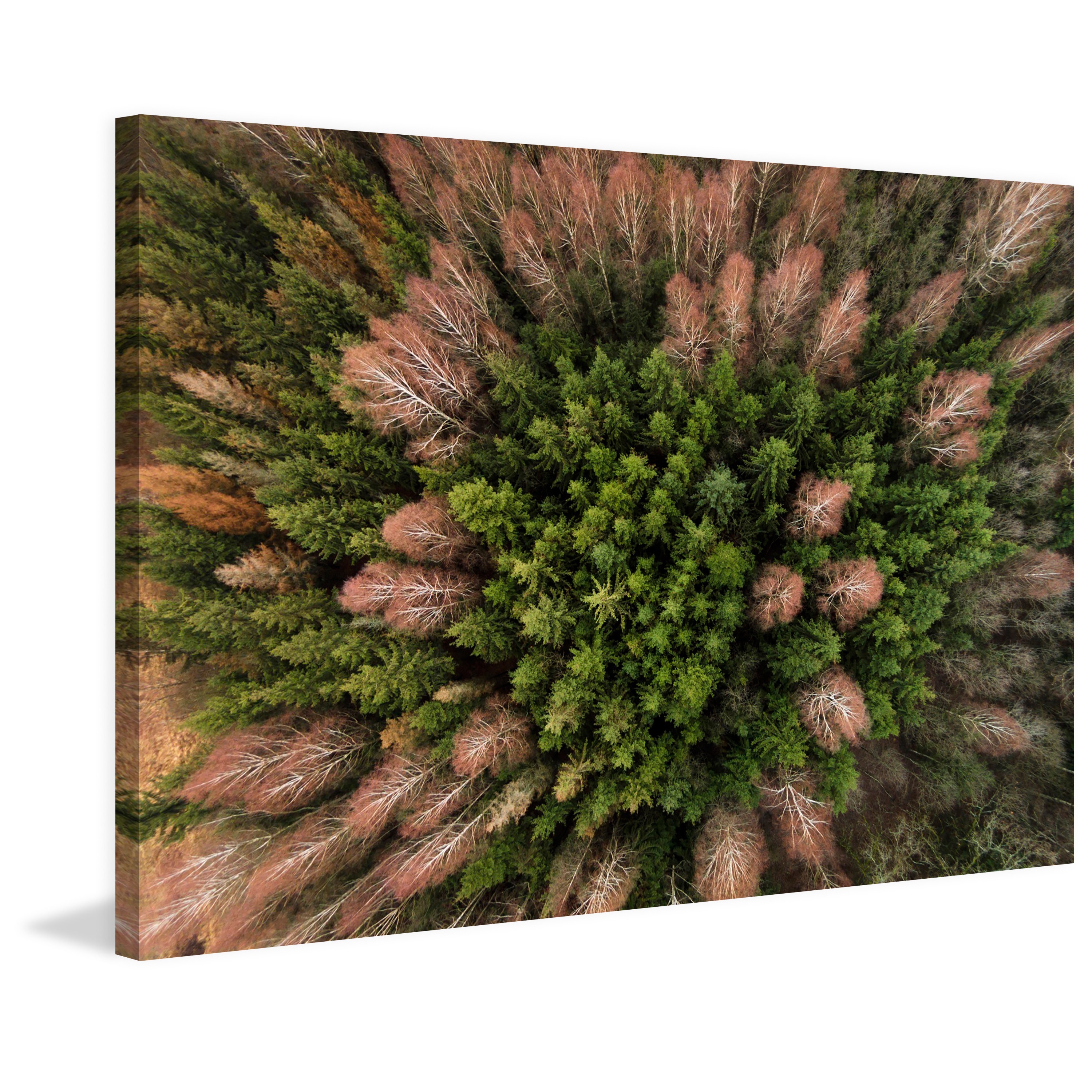 Marmont Hill "Feather Trees" by Karolis Janulis Painting Print on Wrapped Canvas