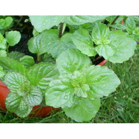 Berries & Cream Mint - Grow Indoors or Out - 4