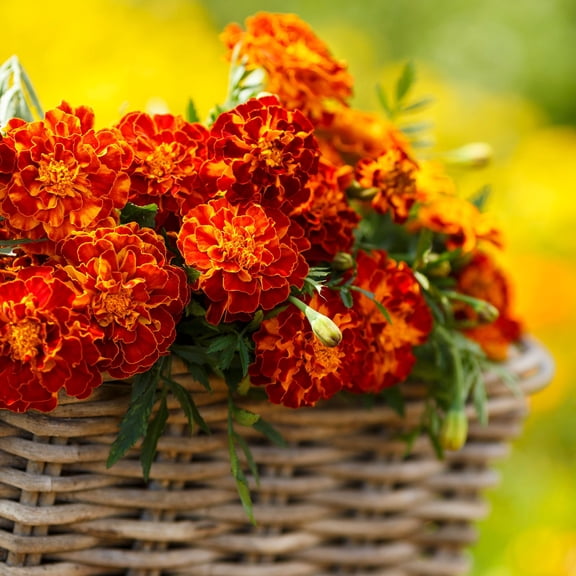 Eden Brothers French Marigold Seeds - Harmony