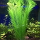 thumbnail image 4 of Decoraciones para Acuarios Pecera Plantas Artificiales de Agua Verde Hechas de Telas de Seda de PláStico, para Todos los Peces y Mascotas 15 Piezas, 4 of 4