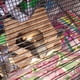 thumbnail image 4 of Accesorios para hámster y ardilla, hamacas para ratas, para animales pequeños, hurón, cobaya, Degu, jerbo, ratones, hámster, pequeños juguetes de hurón amarillo, 4 of 5