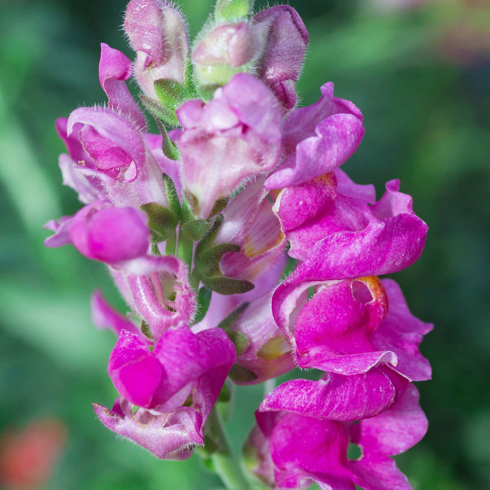 Snapdragon Flower Bush~Purple/Lavender/White,Green~24"~Economy/Silk/Artificial 