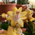 thumbnail image 2 of Yellow Christmas Cactus Live Plant, Thanksgiving Cactus Indoor Outdoor Houseplant in 3 Inch Pot, Easy Holiday Bloomer, 2 of 5