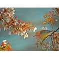 thumbnail image 3 of National Geographic Matted Print - Warbler On Cherry Tree - 16 x 20 Inches, 3 of 3