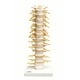 anatomical-model-thoracic-spinal-column-walmart