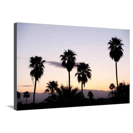 Trees Of California Silhouette of Palm Trees at Dusk, Palm Springs, Riverside County, California, USA Stretched Canvas Print Wall Art ()