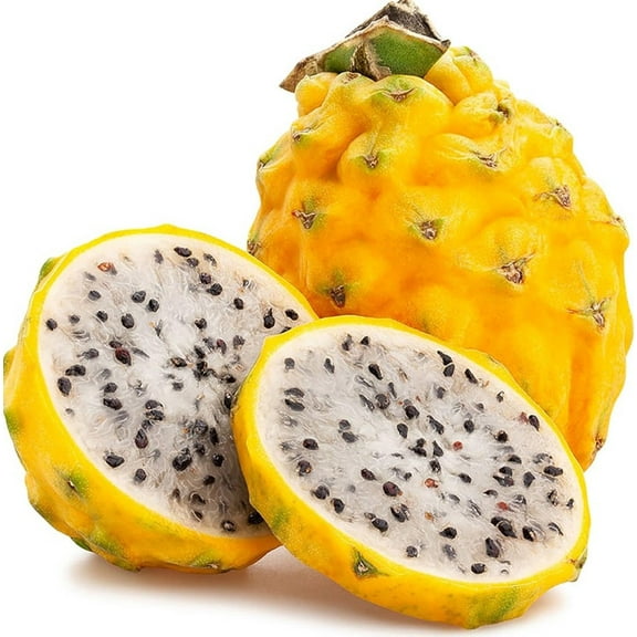 Yellow Dragon Fruit Plant 3-6" Tall for Planting, Yellow Pitaya Pitahaya Plant, Dragonfruit Tree, Sweet Yellow Fruit, Tropical Plant
