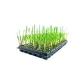 thumbnail image 2 of Pampas Grass Blue Bayou  3 Live Plants  Cortaderia Selloana  Dwarf Low Maintenance Drought Tolerant Ornamental Grass, 2 of 9