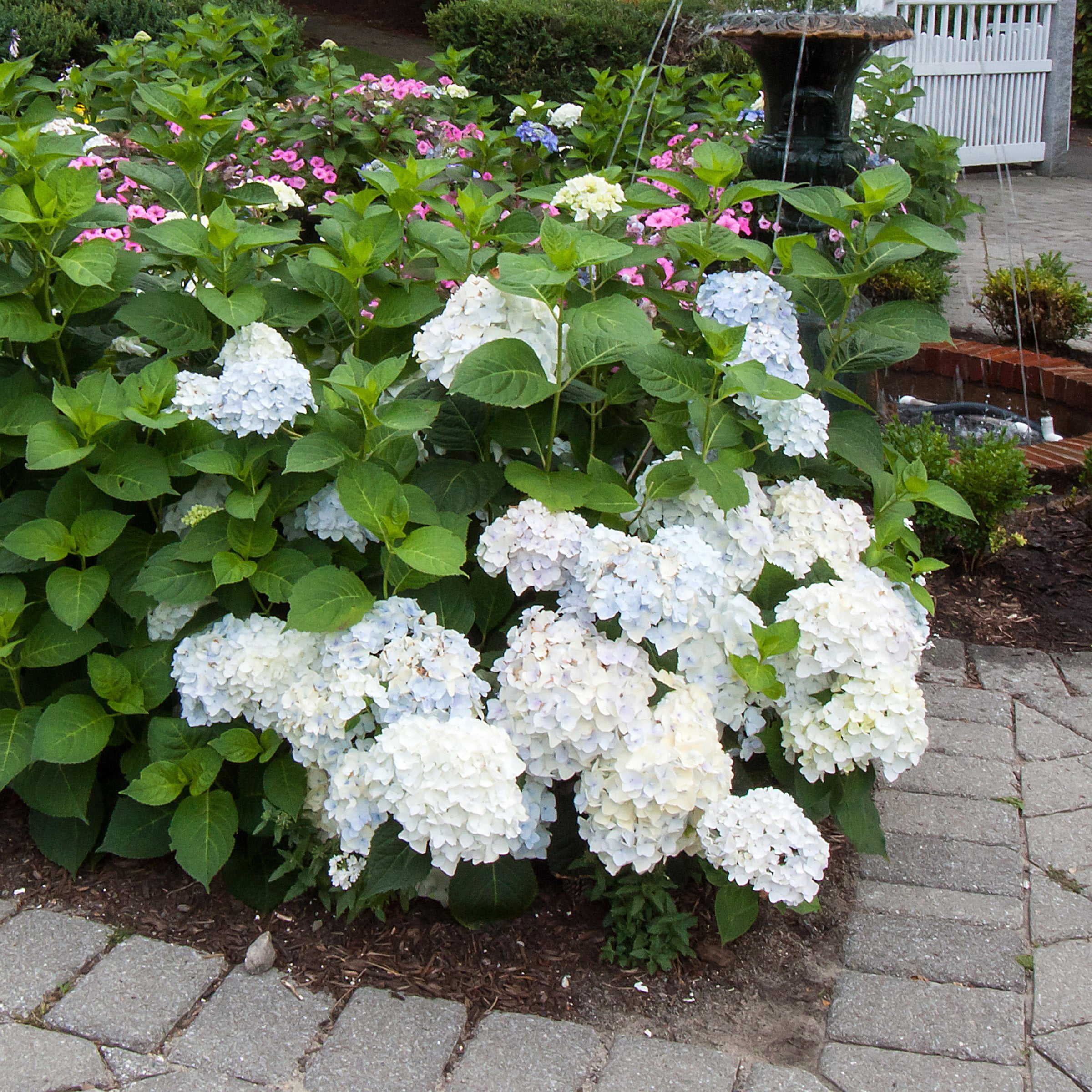 National Plant Network 1 gal. Hydrangea Endless Summer Blushing Bride