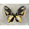 thumbnail image 2 of Bosco, Julia 14x12 Black Ornate Wood Framed with Double Matting Museum Art Print Titled - Butterfly Study III, 2 of 4