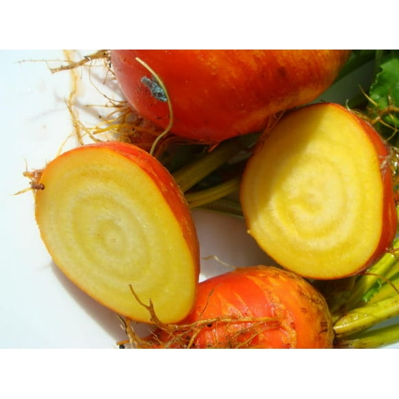 30 BURPEE'S GOLDEN BEET Beta Vulgaris Yellow Root Vegetable Seeds