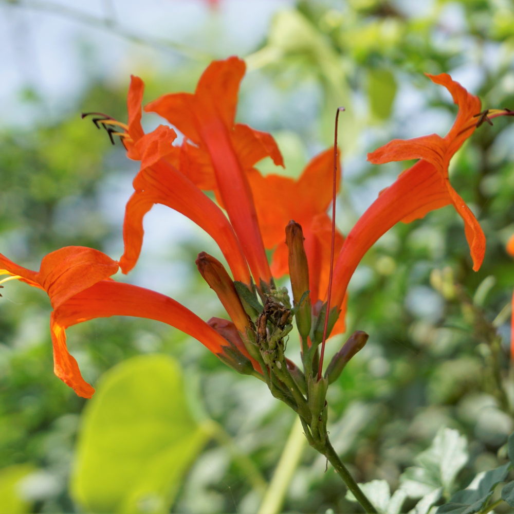 Orange Honeysuckle Plant Live, 4 to 6'' Tall, Cape Honeysuckle Flower Vine Perennial