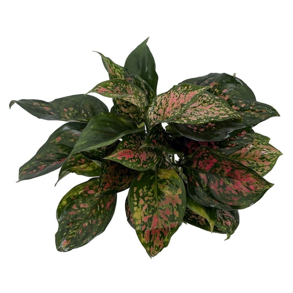 Red Valentine Chinese Evergreen Plant - Aglaonema - Grows in Dim Light - 4" Pot