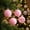 A-Pink, variant on 30PCS Velvet Christmas Ornaments for Xmas Tree Decorations | 1.18Inch Shatterproof Flocked Ball Ornaments Set for Christmas Home Wedding Holiday Gift Party Hanging Decorations (White)