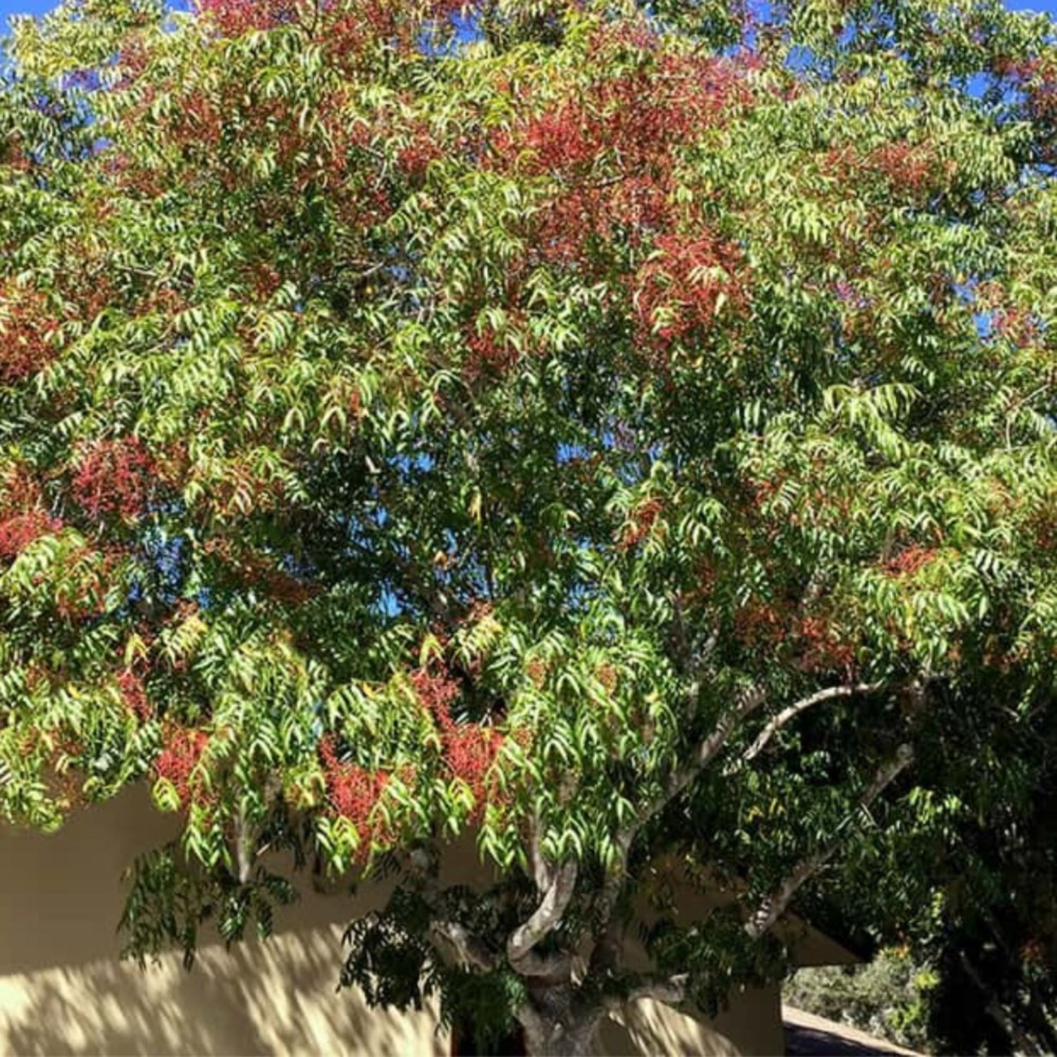 Expert Gardener 3-4 ft tall Chinese Pistache Live Tree in 7-Gallon Grower Pot
