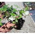 thumbnail image 6 of Snow N Summer™  Asian Jasmine Vine - Live Plant ( 1 QT ) | Evergreen Groundcover, 6 of 8