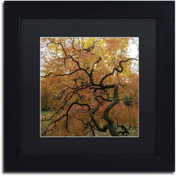 Trademark Fine Art "October Japanese Maple" Canvas Art by Kurt Shaffer, Black Matte, Black Frame