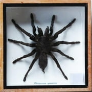 REAL EURYPEIMA SPINCRUS TARANTULA SPIDER TAXIDERMY BOXED INSECT DISPLAY