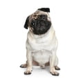 thumbnail image 2 of Funny Pug Puppy Sitting Wall Decal by Wallmonkeys Peel and Stick Graphic (48 in H x 32 in W) WM357402, 2 of 4