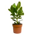 thumbnail image 1 of Clusia Rosea Princess (Autograph Plant)  5, 1 of 2