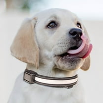 Aodebiao Light Up Dog Collar, LED Dog Collar, USB Rechargeable Dog Lights for Night Walking, Adjustable Glow in The Dark Collars for Small Medium Large Dogs, Waterproof Safety Pets Lights