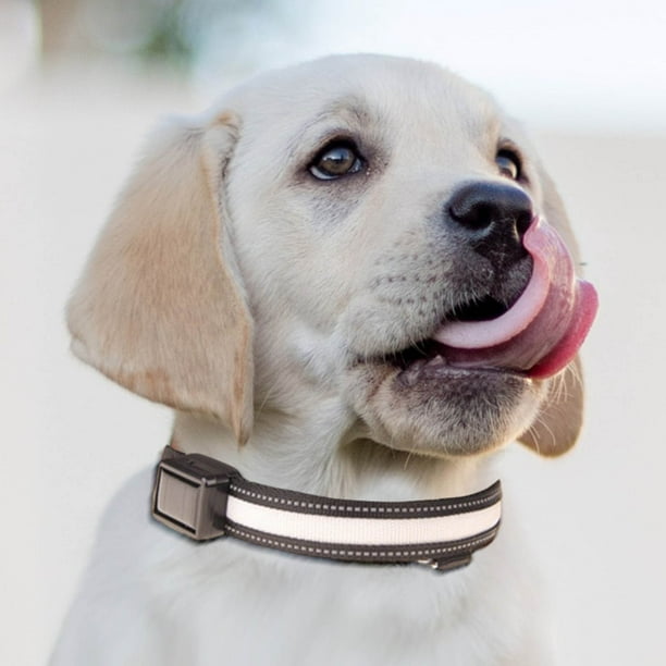 Collar y correa LED solar recargable por USB para perro con luz de seguridad para visibilidad nocturna, paseos nocturnos seguros y control manos libres. Aestivo | Blanco | AESTIVO