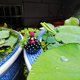 thumbnail image 4 of Adorno de Maceta Ganfancp Pollo Divertido Resina Suculenta 1X jardinera, 4 of 7
