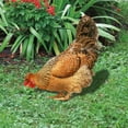 thumbnail image 5 of Brixlen Realistic Hen Acrylic Garden Stake, Lifelike Chicken Yard Art Sign, Weatherproof Animal Ornament for Backyard Patio Lawn Farm Landscape Decoration, 5 of 5