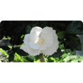 thumbnail image 1 of Gardenia Fleur Photo License Plaque, 1 of 1