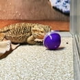 thumbnail image 6 of Vehomy 6Pcs Lizard Bearded Dragon Feeding Toys Ball Reptile Food Toys Ball Lizard Interactive Toys for Bearded Dragon, Lizard, Gecko and Small Animals, 6 of 6