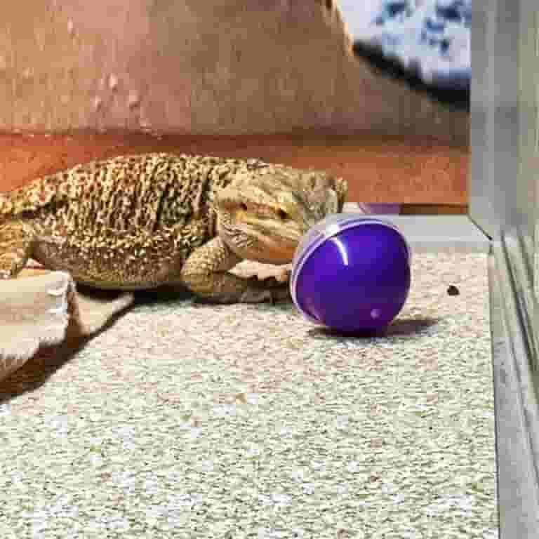 What Toys Do Bearded Dragons Like: Fun & Stimulating Choices