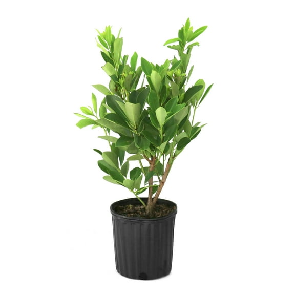 National Plant Network 1 gal. Illicium Parviflorum Forest Green