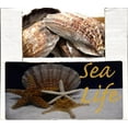 thumbnail image 2 of Lion Paw 100% Natural Fan Shaped Natural Sea Shell Home Decor, 1 Each, Multi-Color, 2 of 2