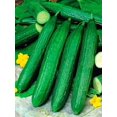 thumbnail image 1 of GSDWIUEW 40+ Open-Pollinated Cucumber Emelya Heirloom for Planting -Vegetable Green, 1 of 8