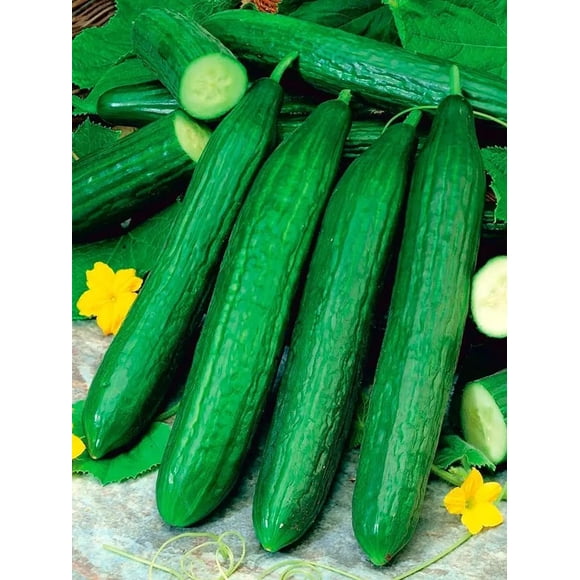GSDWIUEW 40+ Open-Pollinated Cucumber Emelya Heirloom for Planting -Vegetable Green