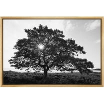 wall26 Framed Canvas Print Wall Art Sunlight Shines Through Large Mountain Tree Floral Nature Photography Realism Expressive Dark Black and White for Living Room, Bedroom, Office - 16"x24"
